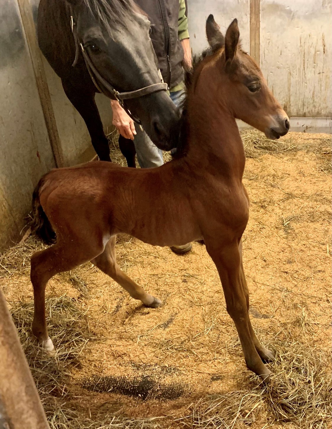 WP Beyond Beautiful - Filly