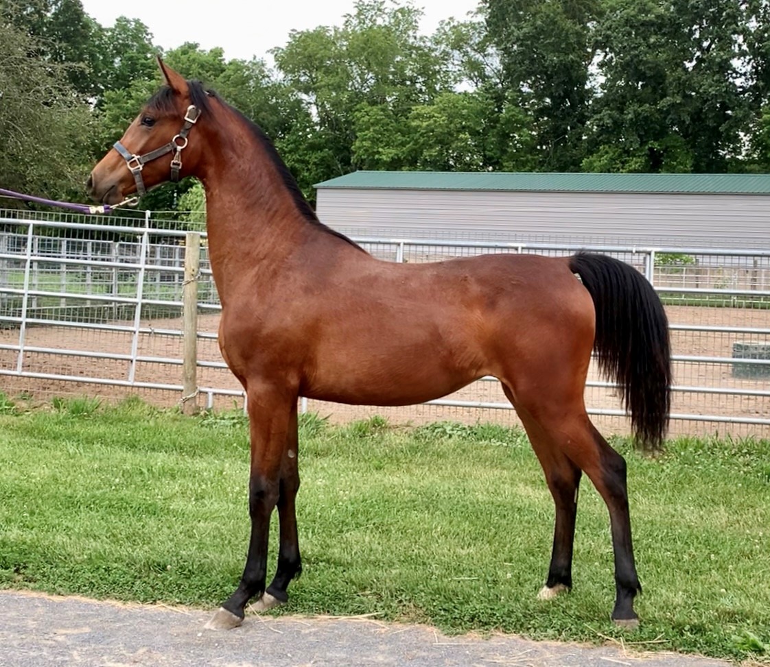 WP Beyond Beautiful - Yearling