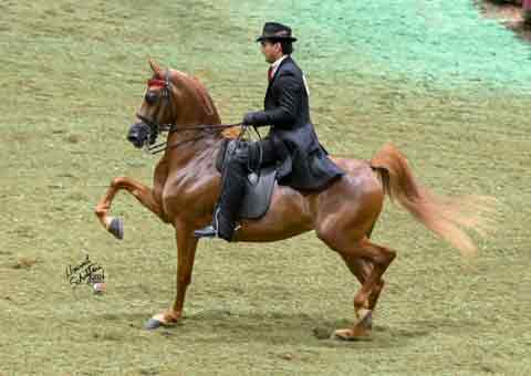 WP Corporate Flair - 2024 USN Top Ten HA AEPA (5th Highest Score)