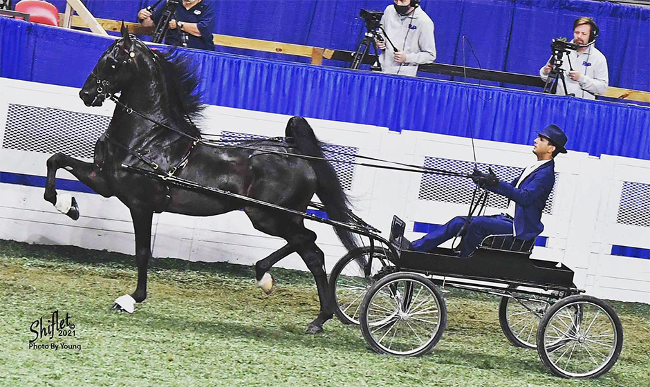 WP Guadalupe - 2021 WCHS 3 Year Old Fine Harness