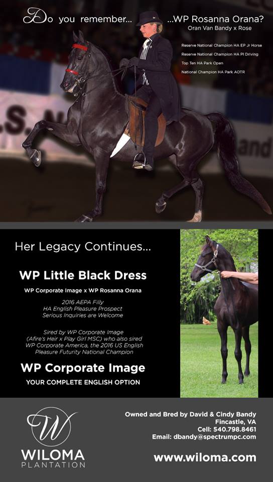 WP Little Black Dress Ad
